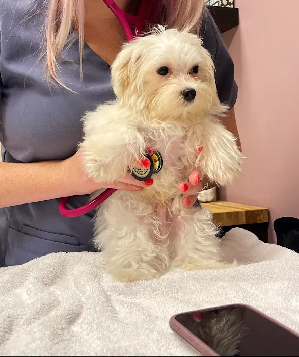 Paw Patch Animal Clinic 12