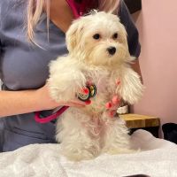 Paw Patch Animal Clinic ico