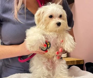 Paw Patch Animal Clinic