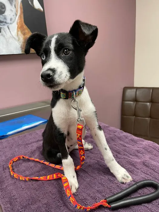 Paw Patch Animal Clinic 12