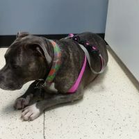 Caldwell Veterinary Hospital ico