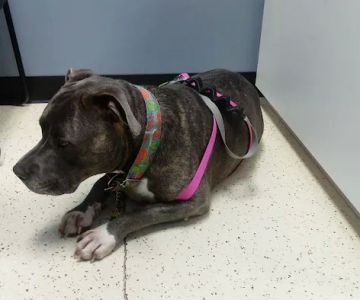Caldwell Veterinary Hospital