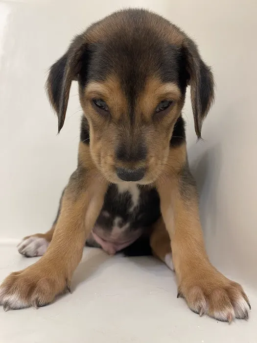 Caldwell Veterinary Hospital 12