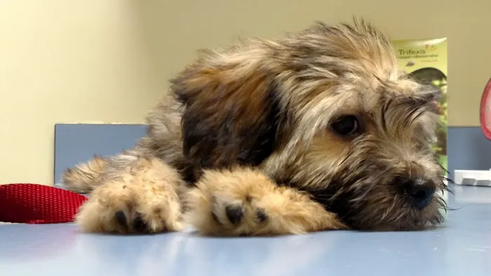 Forsyth Road Animal Clinic 1