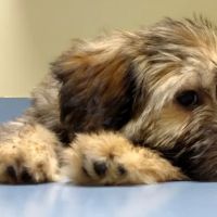 Forsyth Road Animal Clinic ico