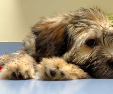 Forsyth Road Animal Clinic