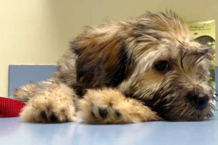 Forsyth Road Animal Clinic
