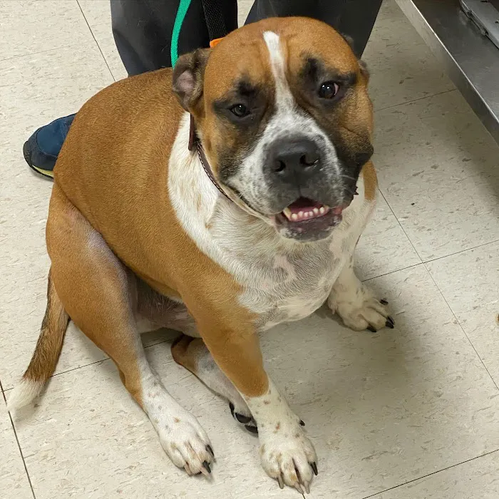 Brantley and Jordan Animal Hospital 9