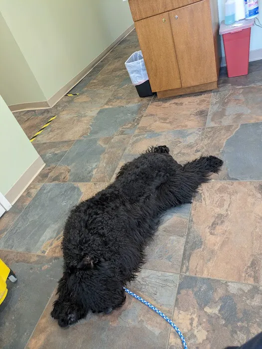 All Creatures Great and Small Animal Hospital 1