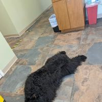 All Creatures Great and Small Animal Hospital ico