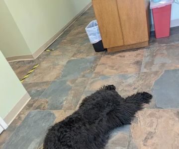 All Creatures Great and Small Animal Hospital