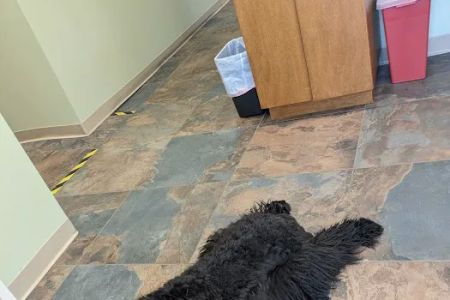 All Creatures Great and Small Animal Hospital