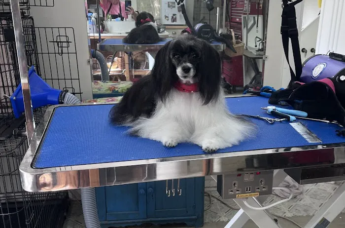 All Creatures Great and Small Animal Hospital 5