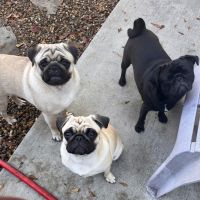 My Pets Wellness - Veterinary Hospital - Greenville ico