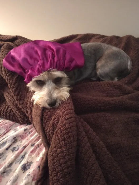 My Pets Wellness - Veterinary Hospital - Greenville 6