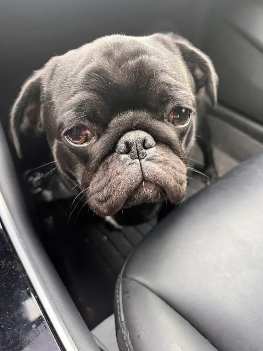 My Pets Wellness - Veterinary Hospital - Greenville 7