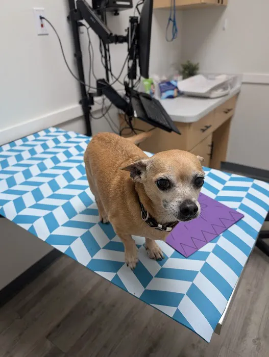My Pets Wellness - Veterinary Hospital - Greenville 10