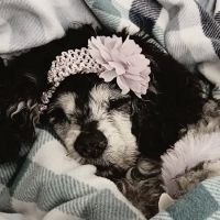 Roper Mountain Animal Hospital ico