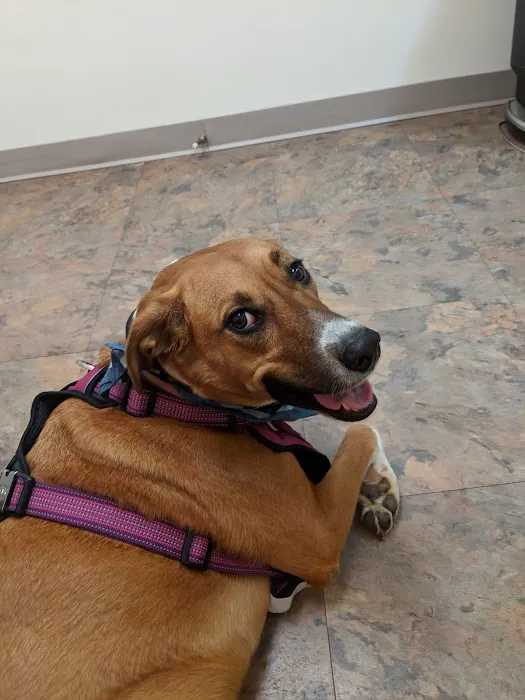 Roper Mountain Animal Hospital 12