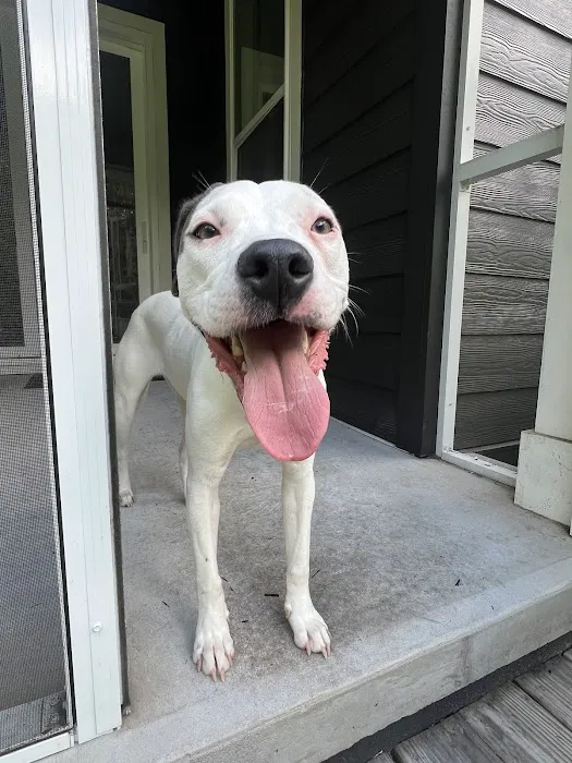 Roper Mountain Animal Hospital 12