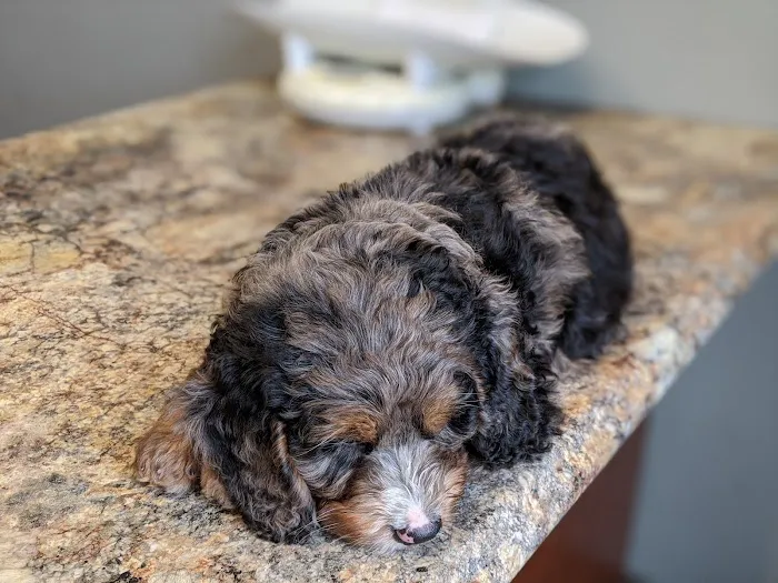 Crosswinds Animal Hospital 2