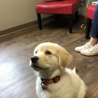 Crosswinds Animal Hospital ico