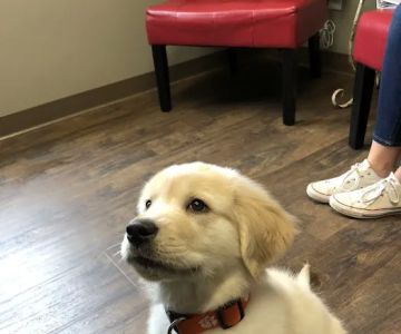 Crosswinds Animal Hospital