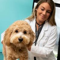 NewDay Veterinary Care ico