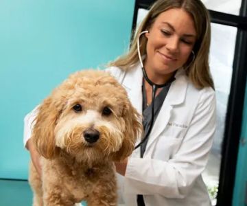 NewDay Veterinary Care