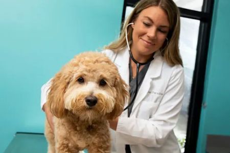 NewDay Veterinary Care
