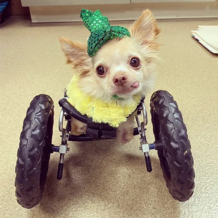 Duluth Animal Hospital 5