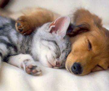 Pleasant Hill Animal Hospital