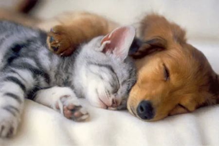 Pleasant Hill Animal Hospital