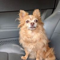 Ivy Hill Animal Hospital ico