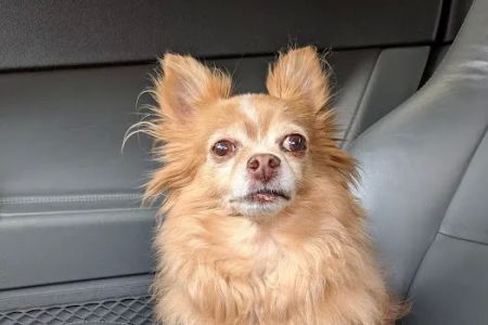 Ivy Hill Animal Hospital