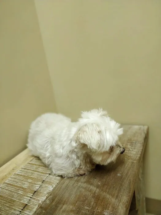 Ivy Hill Animal Hospital 7
