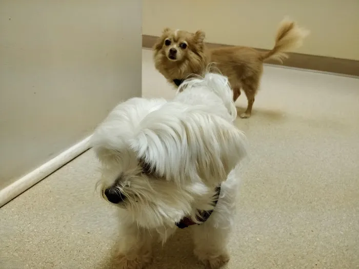 Ivy Hill Animal Hospital 6