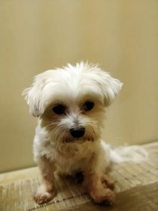Ivy Hill Animal Hospital 5
