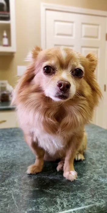 Ivy Hill Animal Hospital 9