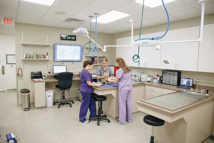 The Cat Clinic at Tiger Tails 1