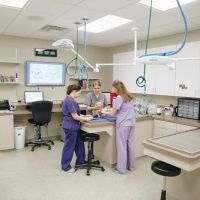 The Cat Clinic at Tiger Tails ico