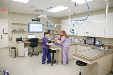 The Cat Clinic at Tiger Tails