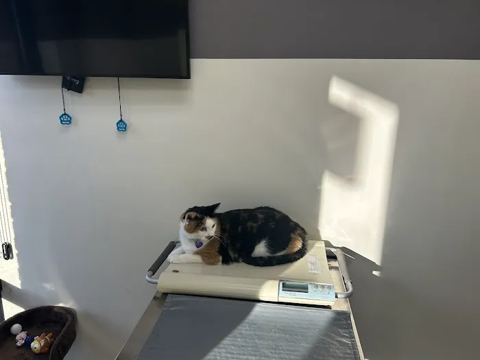 The Cat Clinic at Tiger Tails 5