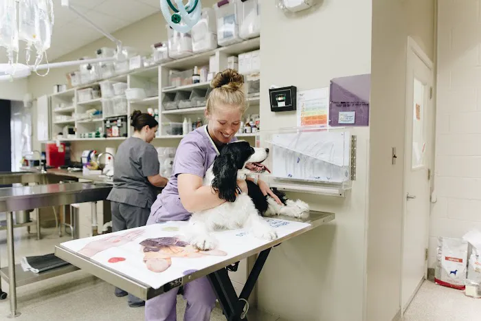 Tiger Tails Animal Hospital 4