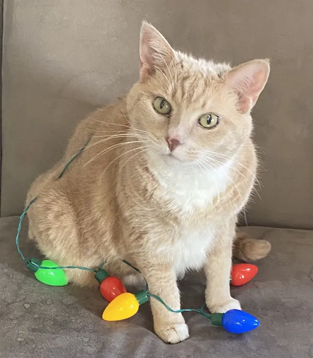 Hope Animal Medical Center 6