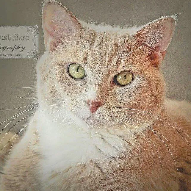 Hope Animal Medical Center 5