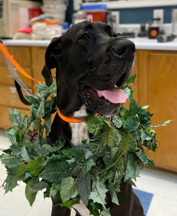 Hope Animal Medical Center 8