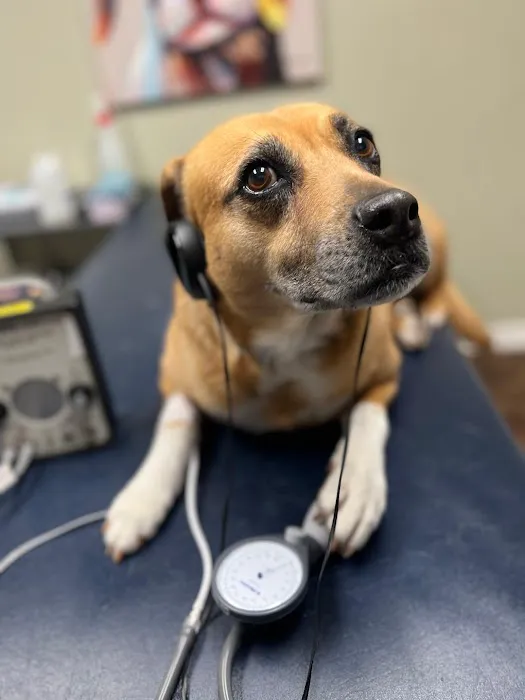 Woodlands Veterinary Referral 3