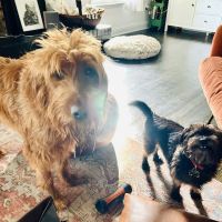 Bates Animal Hospital: Hunter Bates, DVM ico