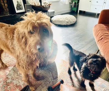 Bates Animal Hospital: Hunter Bates, DVM
